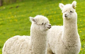 研究羊驼抗体所使用超纯水机需满足什么数值