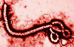 反渗透超纯水机在生物病毒研究上的作用